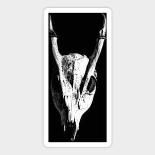 Muntjac Skull Sticker